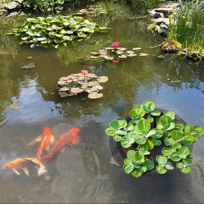 Pond Netting for Fish Barrier Floating Island Plant Protector, Flora Protects Your Plants from Pond Fish (1, 23.6in)