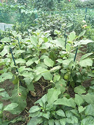 25 Pack 48 Inch Garden Stakes & Tomato Stakes for Climbing Plants - size: 48 Inches