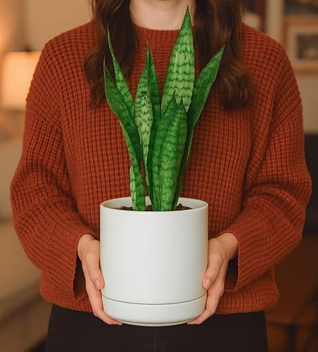 D'vine Dev 2-Pack Ceramic Pots with Saucers, White, 6.5 in, 94-V-C-1 - color: White, size: 6 Inch