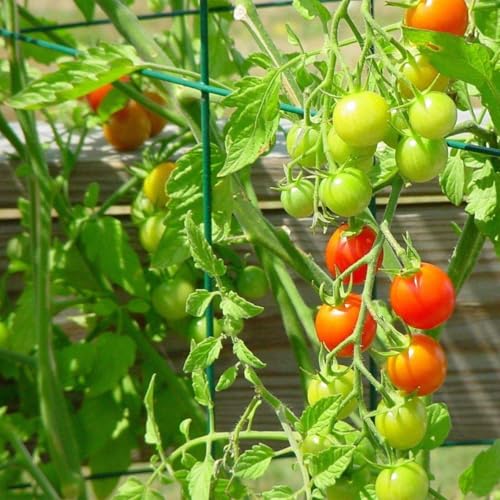 2 Pack 12x39 Inch High Green Folding Square Tomato Cages - size: 39in Sq-Green-2Pack