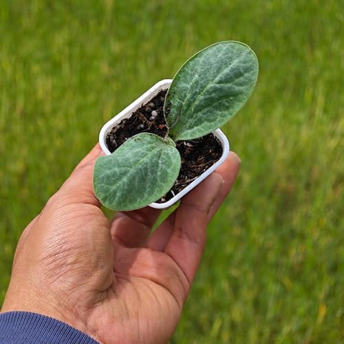 60 Pack 1.95 Inch Tiny White Plastic Square Nursery and Seedling Pot, Mini Deep Transplant Seed Starter Planter with Drain Hole for Germination, Herb, Succulent - color: White