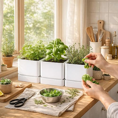 D'vine Dev 3-Pack Plastic Herb Planter Pots, 6 in, White, 76-Y-A3-2 - color: White, size: 18 Inch x 6.5 Inch