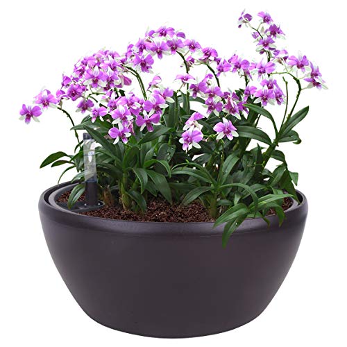 Vencer 11 Inch Plastic Round Self Watering Planter,Water Indicator,Modern Decorative Planter Pot for All House Plants Flowers, Herbs, Vegetables, Tropical,Coffee,VF-048BL - color: Coffee