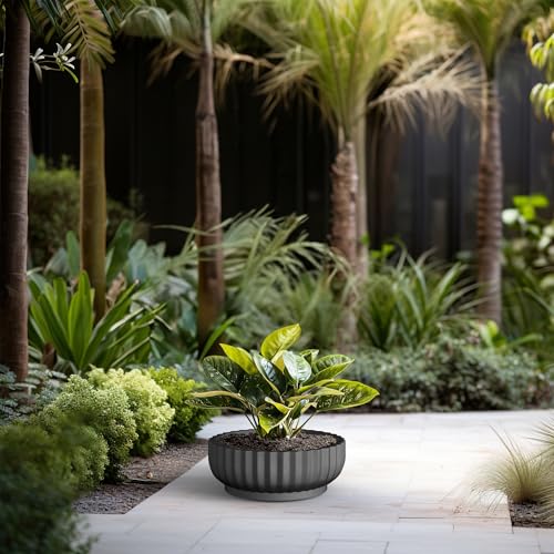 Kante Accent Round Shallow Black Concrete Planter 14.6" Dia, Outdoor - color: Black, size: 14.6"w x 5.5"h