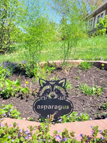 RealSteel Rocky the Raccoon Plant Markers – Cute Metal Garden Labels for Herbs & Vegetables | Outdoor Steel Plant Stakes for Garden, Greenhouse & Raised Beds | Gardening Gift | USA (BROCCOLI-B-6X13) - style: BROCCOLI