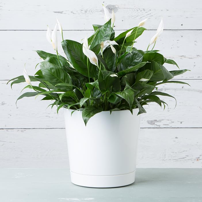 Novelty Majestic Full Depth Cylinder Pot, Glossy White, 12-Inch (10122) - color: White, size: 12 Inch