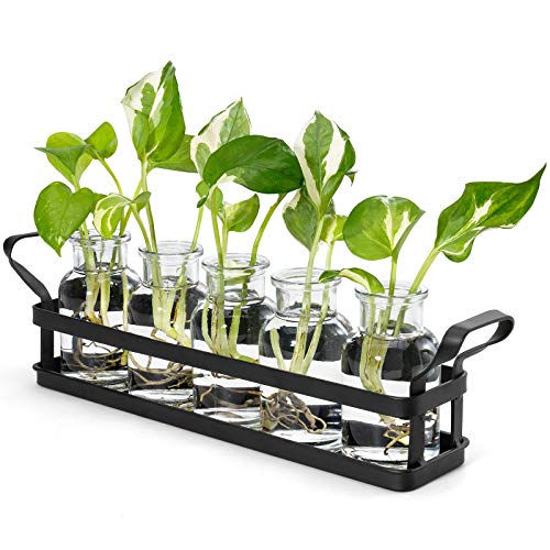 Mkono Propagation Stations, 5 Jars Desktop Glass Plant Terrarium with Stand - size: Large