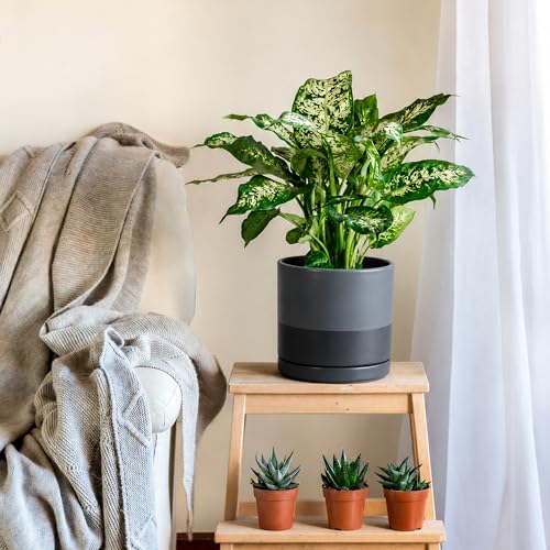 D'vine Dev 8 Inch Ceramic Planter Pot, Slate, 94-O-D-5 - color: Slate, size: Medium