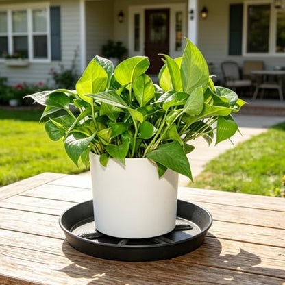 NIMYAU Plant Saucer 12 inch 2 Pack Drainage Plant Saucers – Plastic Plant Drip Trays, Plants Collects Flower Pot Drainage and Excess Water - color: Brown, size: 12" (2-Pack)