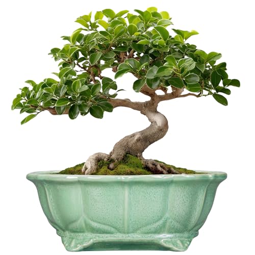 Bonsai Pots 11 Inch - Ceramic Succulent Pots with Drainage Hole, Oval Planter for Indoor Outdoor, Decorative Ceramic Flower Pot, Home Garden Room Decor, Plant Lover Gifts, Green - color: Oval Green, size: 11 Inch