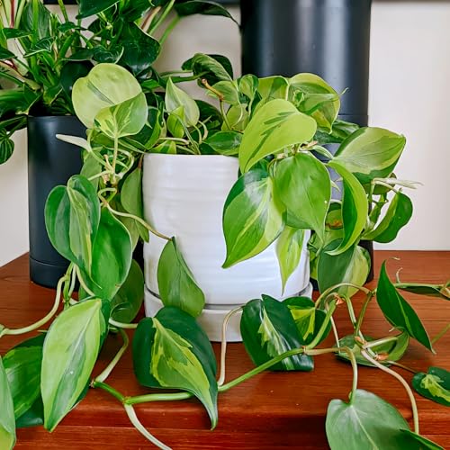 HERDUK 6 Inch Plant Pots, Ceramic Planter Pot with Drainage Hole & Saucer, Indoor/Outdoor Cylinder Round Planter Pot, Matte White - color: Matte White, size: 6 Inch