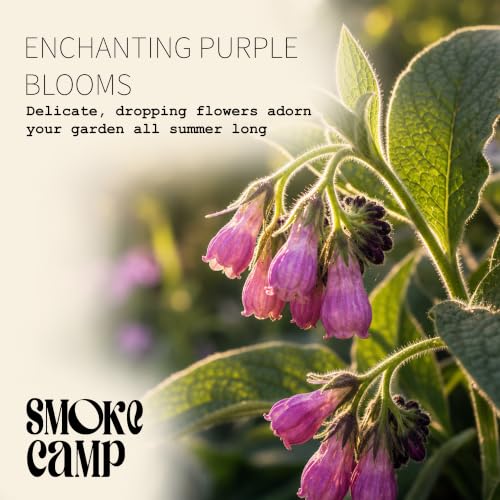 Smoke Camp Crafts Organic Comfrey Plant, Symphytum officinale, Beautiful Knitbone Plants, Garden Decor, 2.5" Pot