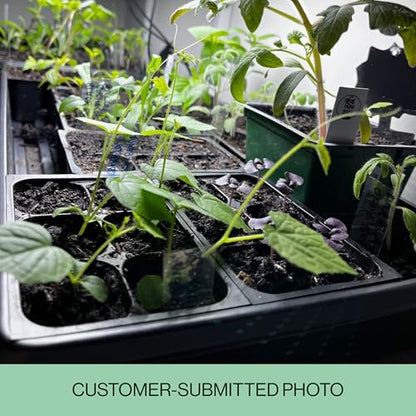 The Hydroponic City Seed Starter Trays, 216-Cell Seedling Starter Trays (36 Trays - 6 Cells Each) + Plant Stakes - size: 36 Trays (216 Cells)