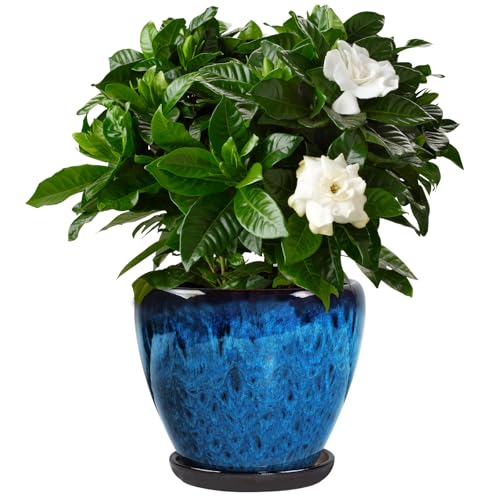 Ceramic Plant Pots With Saucer & Drainage Hole, 8 inch Indoor Flower Pots - color: Blue, size: 8 inch