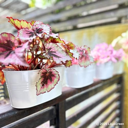 LaLaGreen Outdoor Rail Planter (17 in, 6 Pack) White Metal Deck Fence Pots