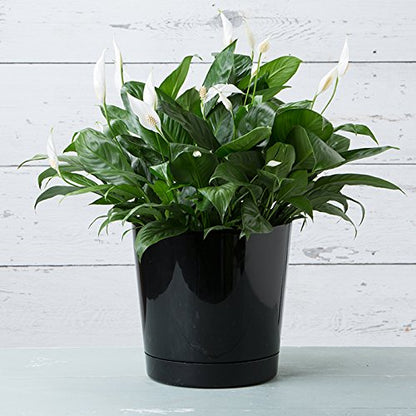 Novelty Majestic Full Depth Round Cylinder Pot, Glossy Black, 12-Inch (10128) - color: Black, size: 12 Inch