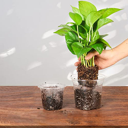 Bonviee Clear Nursery Pots with Humidity Domes, 3.5/4/5 Inch, 36-Pack - size: 3.5/4/5 Inch-36 Packs
