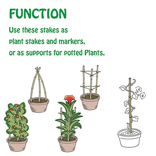 Mininfa Natural Bamboo Stakes 2 Feet, Eco-Friendly Garden Stakes, Plant Stakes Supports Climbing for Tomatoes, Trees, Beans, 30 Pack