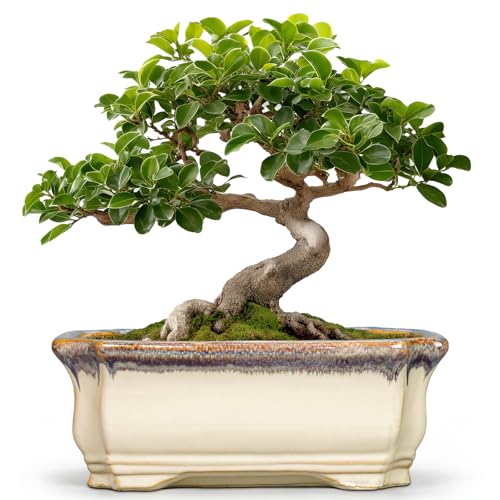 11.6 Inch Succulent Pots - Ceramic Bonsai Tree Pots with Drainage Hole, Succulent Planters for Indoor Plants Outdoor, Bonsai Planter, Garden Decor, House Warming Gifts, Rectangular Beige-Brown - color: Rectangular Beige-brown, size: 11 Inch