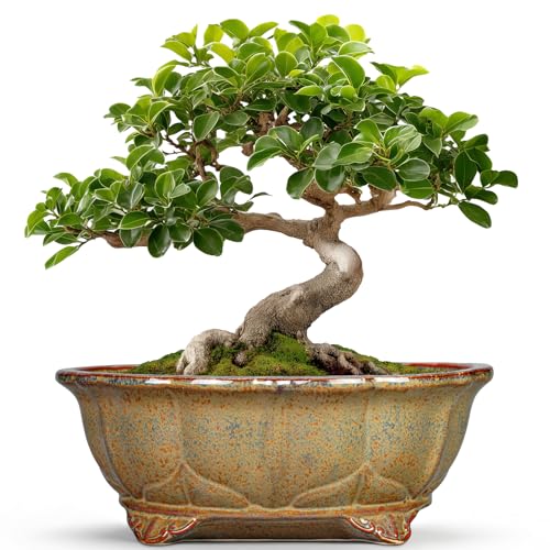 Ceramic Bonsai Pots - 11 Inch Succulent Planters for Indoor Outdoor Plants, Bonsai Tree Pots with Drainage Hole, Shallow Succulent Plant Pot, Room Decor, Plant Lover Gift, Oval Yellowish Brown - color: Oval Yellowish Brown, size: 11 Inch