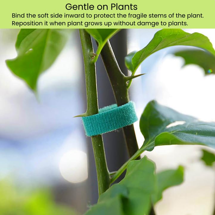 Reusable Plant Ties Hook and Loop Soft Garden Tape Roll Gentle Plant Supporting Ties Double Sided Self Gripping Adjustable Garden Staking Straps for Climbing Plants and Vines (1/2 Inch x 82 ft, Green) - size: 1/2 Inch x 82 Feet