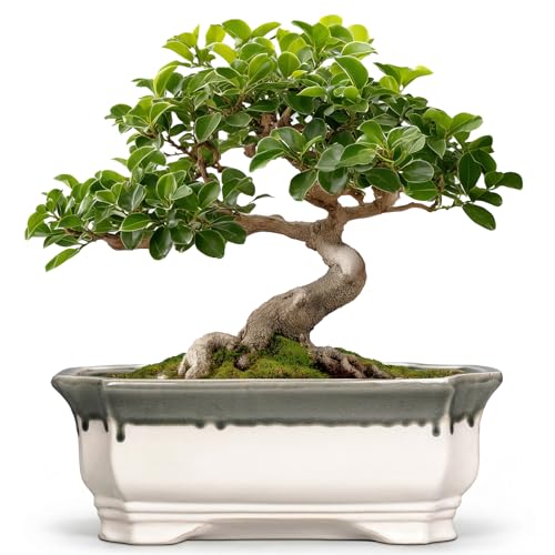 Ceramic Bonsai Pots - 11.6 Inch Succulent Planters for Indoor Outdoor Plants, Bonsai Tree Pots with Drainage Hole, Large Shallow Planter, Patio Decor, Women Men Gifts, Rectangular Beige-Grey - color: Rectangular Beige-grey, size: 11 Inch