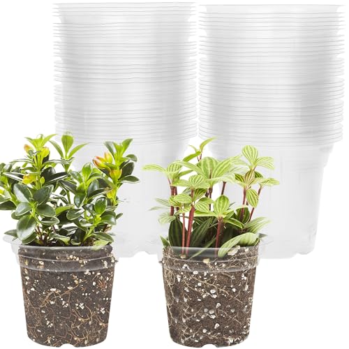 winemana 4 Inch Seed Starter Tray for Vegetable Herb Lettuce Seeds, Plant Pots for Potting Soil Indoor Plants, Clear Nursery Pots Plastic Planting Pots Garden Flower Pots- 60 Packs - size: 4 Inch-60Pack