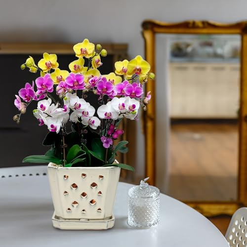 W&W Orchid Pot with Holes and Saucer for Repotting and Better Grow, Cream White, 7" - color: Cream White