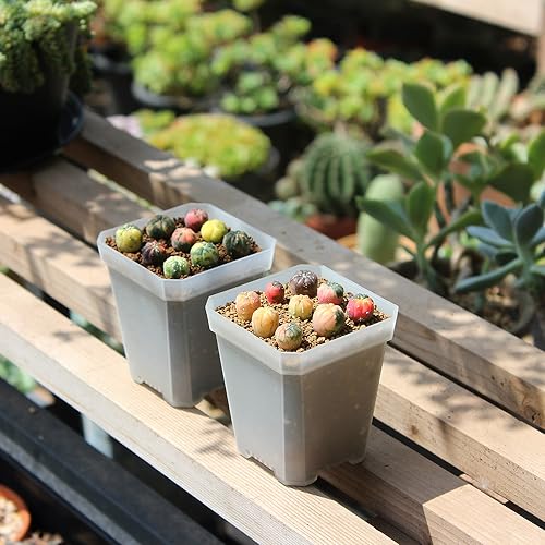 120 Pack 2.70 Inch Clear Plastic Square Nursery Pot