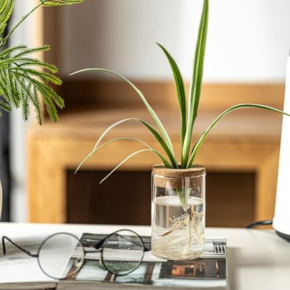 Separated Desktop Glass Flower Vases - Ideal Plants Propagation Stations for Living Room, Bedroom Decoration,Home Decor (2)