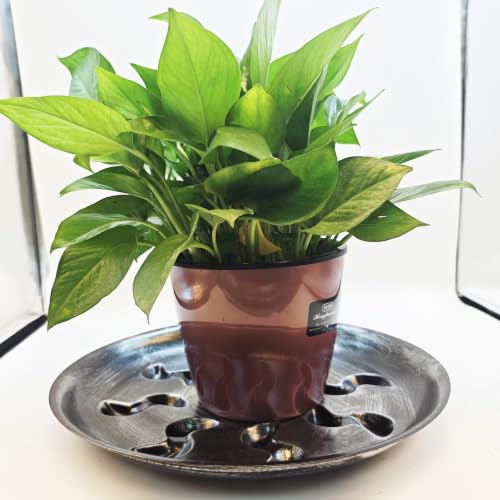 4 Pack Heavy Duty Black with Silver Plastic Plant Saucer Sturdy Pot Tray Plant Drip Trays Drip Trays for pots,Plant Water Catcher Tray,Plant Pot Saucers (8 INCH) - color: Silver, size: 8 inch