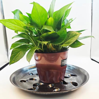4 Pack Heavy Duty Black with Silver Plastic Plant Saucer Sturdy Pot Tray Plant Drip Trays Drip Trays for pots,Plant Water Catcher Tray,Plant Pot Saucers (8 INCH) - color: Silver, size: 8 inch