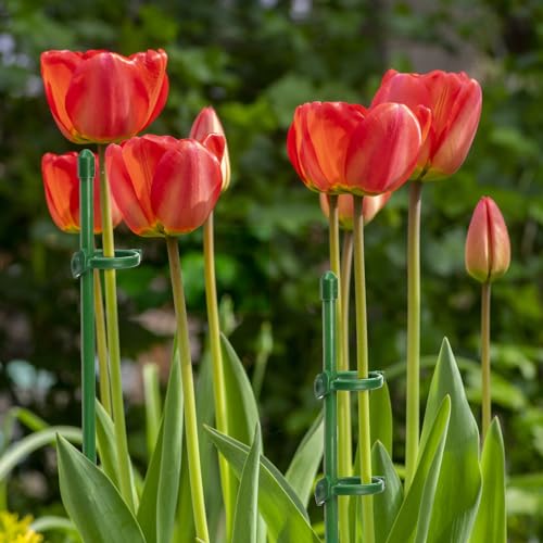 Coloch 48 Pack Plant Support Stakes, 11 Inch&17 Inch Height Adjustable Garden Plant Stake Orchid Sticks with 48 Clips and 24 Links Potted Plant Support for Orchid, Amaryllis, Tomato, Indoor&Outdoor