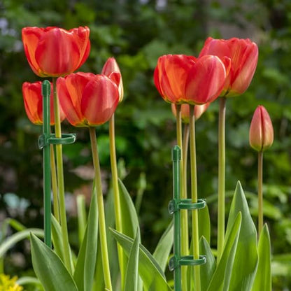 Coloch 48 Pack Plant Support Stakes, 11 Inch&17 Inch Height Adjustable Garden Plant Stake Orchid Sticks with 48 Clips and 24 Links Potted Plant Support for Orchid, Amaryllis, Tomato, Indoor&Outdoor