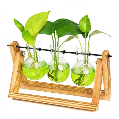 XXXFLOWER Plant Terrarium Kit with Wooden Stand 3 Gradient Green Bulb Vases - color: Green