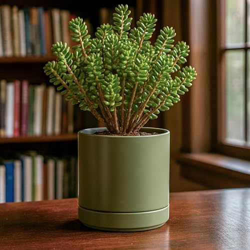 D'vine Dev 2-Pack Ceramic Pots with Saucers, Olive, 6.5 in, 94-V-C-J - color: Olive, size: 6 Inch