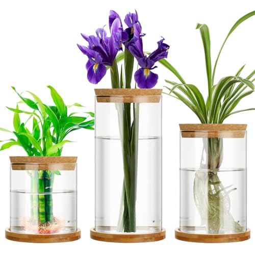 Maxcheck 3 Pcs 3 Sizes Plant Propagation Station Separated Glass Plant Terrarium Water Hydroponic Planter Holder with Lid and Wooden Stand Propagation Vase Pot for Home Indoor Office(Common Sizes) - size: Common Sizes