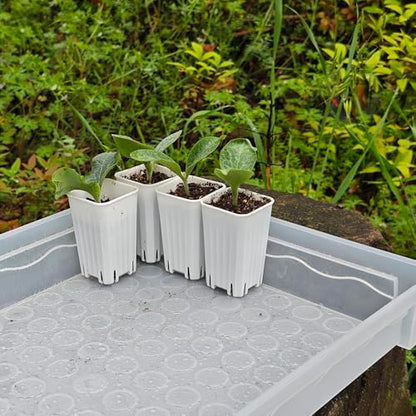 60 Pack 1.95 Inch Tiny White Plastic Square Nursery and Seedling Pot, Mini Deep Transplant Seed Starter Planter with Drain Hole for Germination, Herb, Succulent - color: White