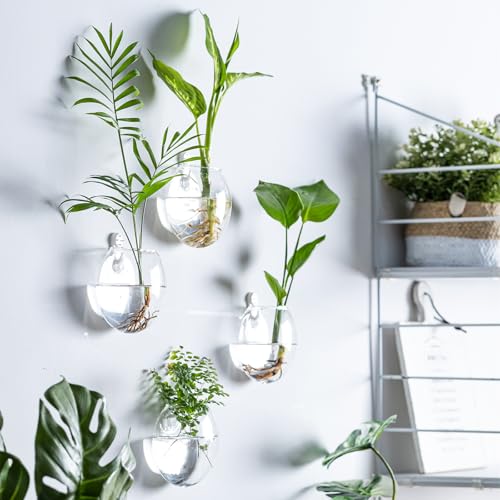 Wall Mount Plant Propagation Station - Clear Hydroponic Glass Vase, Oblate Planter for Indoor Plants | Perfect for Home, Office, Bathroom Decor | Gift for Plant Lovers (2)
