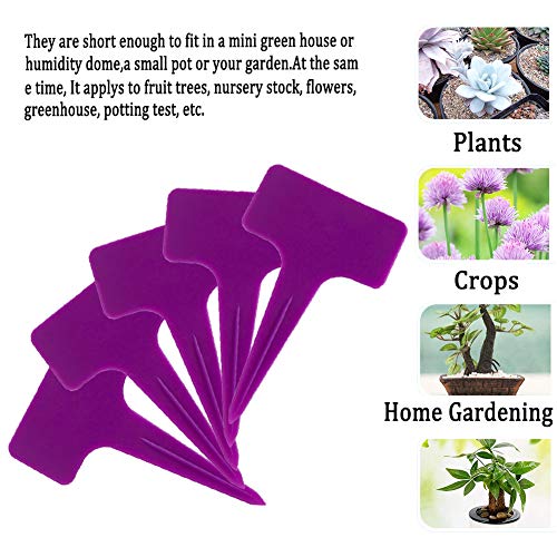 Ameolale 200PCS Plastic Nursery Garden Plant Labels - Waterproof Potted Plant Tags Reusable Seeds Markers T-Type Stakes - Eco Friendly for Vegetables Herb Flower Greenhouse(Purple)