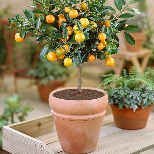 Adnee 4 Pcs Plant Pot Grids, 16" Cuttable Round Planter Pots Soil Guard - color: 4 Pcs 15.7" Round