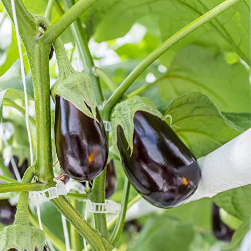 Piteno® 300Pcs Tomato Clips, Plastic Trellis Clips, Plant Support Clips, Grape Vine Tomato Vine Vegetables Plants Garden Support Clips to Grow Upright Makes Plants Healthier - color: Translucent