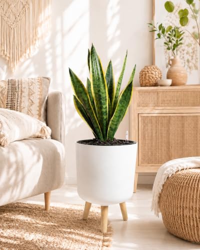 Bamworld Self Watering Pots for Indoor Plants with Water Level Indicator - size: 10 in