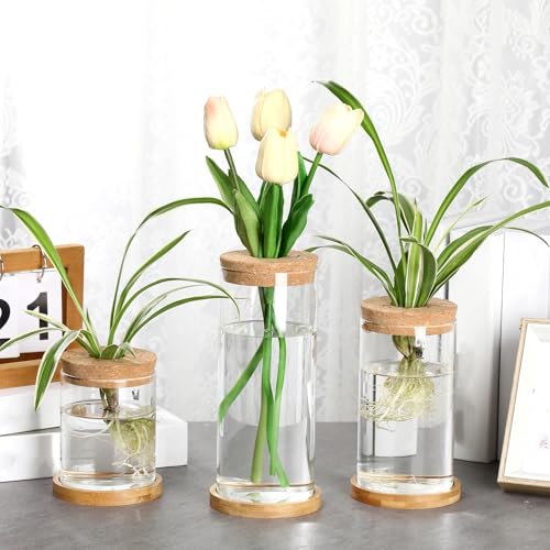 Maxcheck 3 Pcs 3 Sizes Plant Propagation Station Separated Glass Plant Terrarium Water Hydroponic Planter Holder with Lid and Wooden Stand Propagation Vase Pot for Home Indoor Office(Various Sizes) - size: Various Sizes