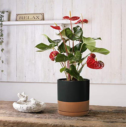 D'vine Dev 2-Pack Ceramic Pots with Saucers, 8/10 in, Black/Tan, 94-G-L-7 - color: Black/Speckled Tan, size: Large