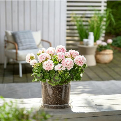4 Inch Clear Nursery Pots, 20 Pack - color: 4in