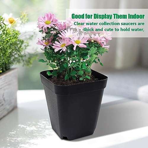 RooTrimmer Square Nursery pots 4 Inches 60Pcs, Seedling Plastic Seeds propogation Growing Pots (Black,4Inches,60Pcs) - color: Black, size: 4 Inch - 60pk