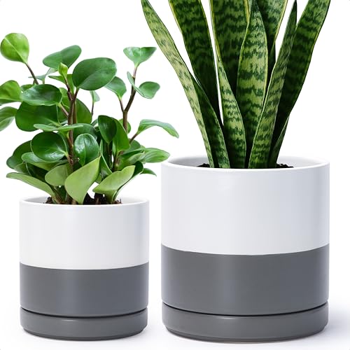 D'vine Dev 2-Pack Ceramic Pots with Saucers, 6/8 in, White/Grey, 94-G-M-6 - color: White/Speckled Grey, size: Medium