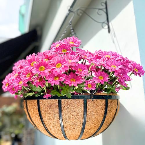 LaLaGreen Yard Hanging Baskets (20 in, 2 Pack) Black Coco Liner Garden Pots - size: 20" (51cm) x 2 Pack