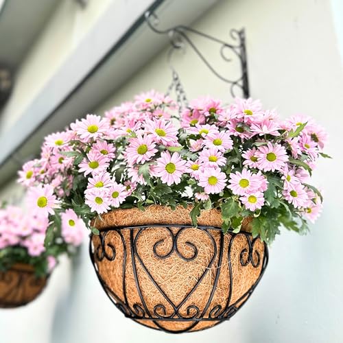 LaLaGreen Wire Hanging Baskets (16 in, 6 Pack) Black Coco Liner Flower Pots - size: 16" (41 cm) x 6 Pack